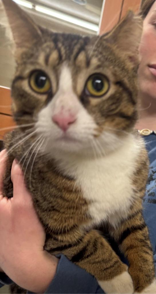 ASTRO, Adoptable, Adult Male Domestic Short Hair.