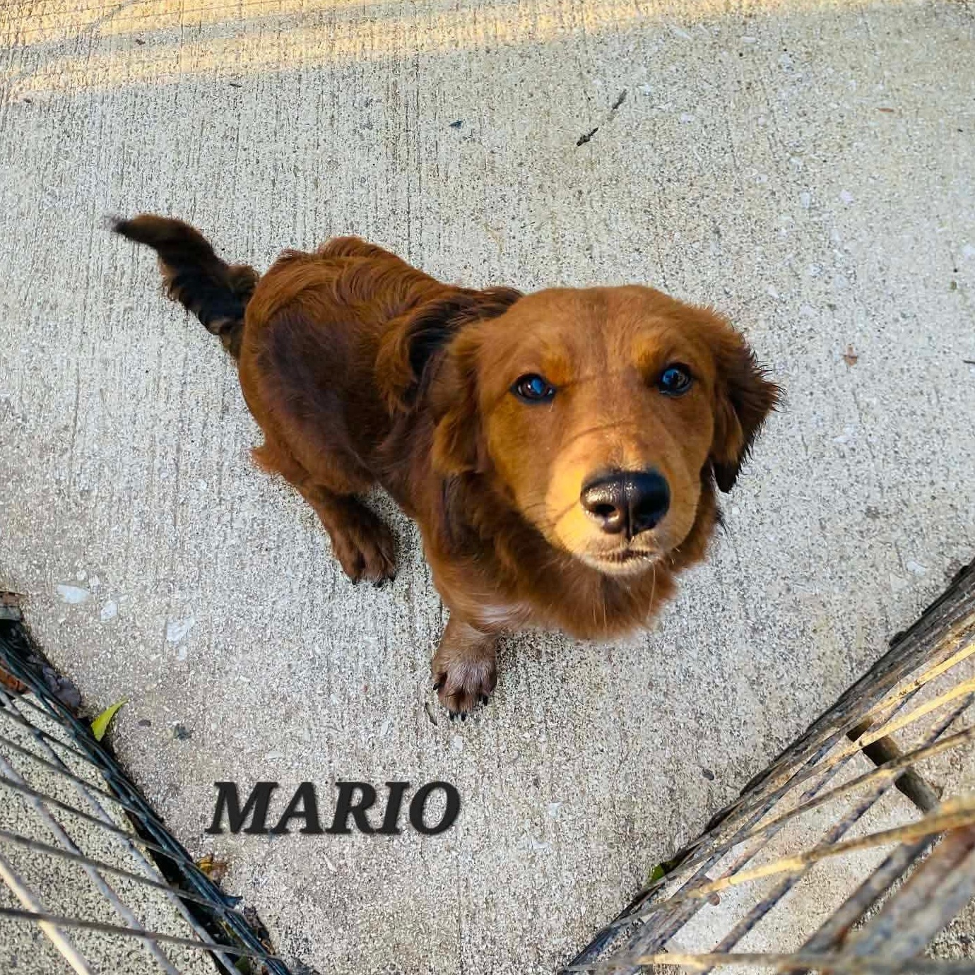 Enlarge MARIO, an adopted mixed breed in Villalba, PR image 1/6