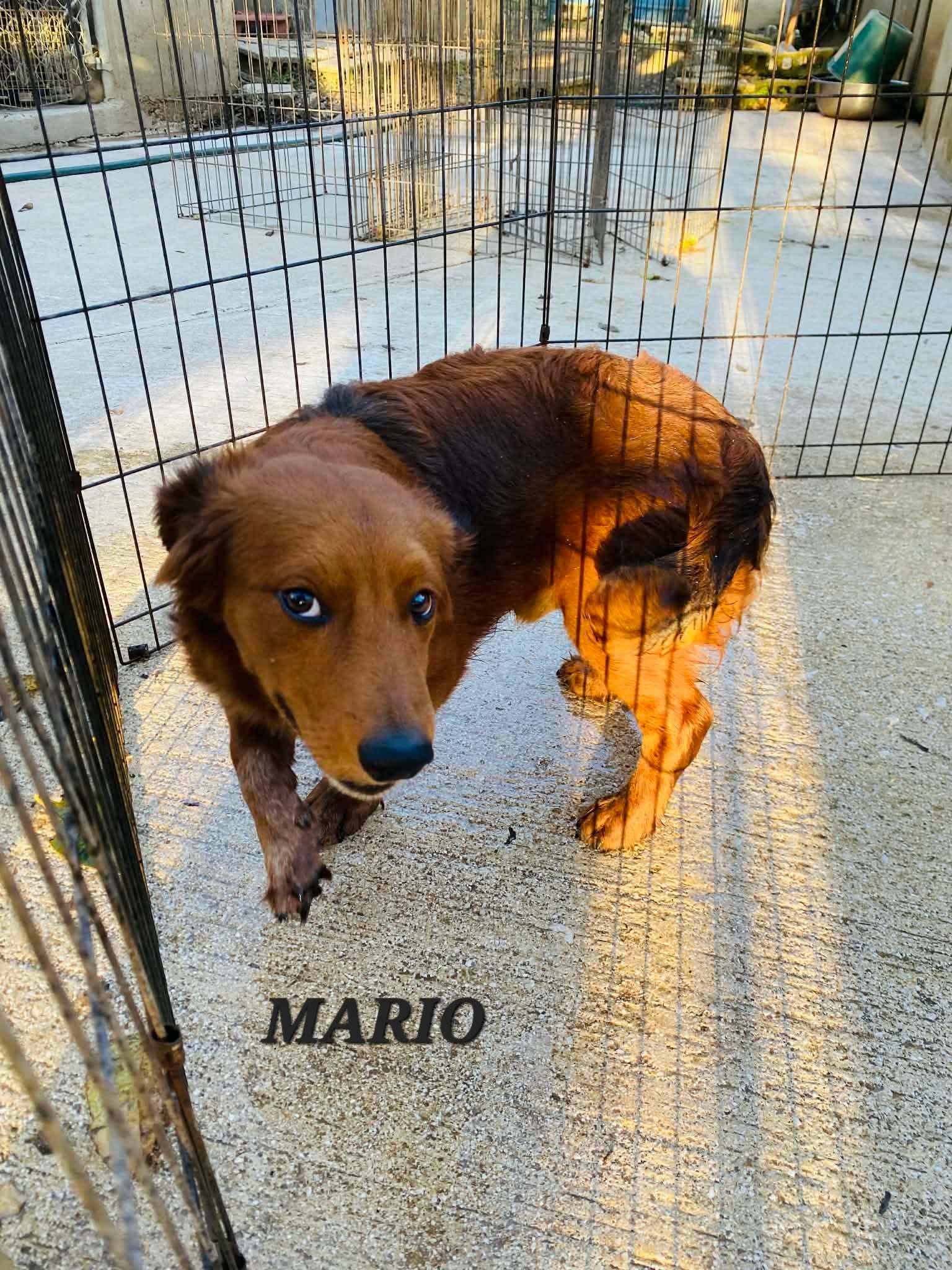 Enlarge MARIO, an adopted mixed breed in Villalba, PR image 4/6