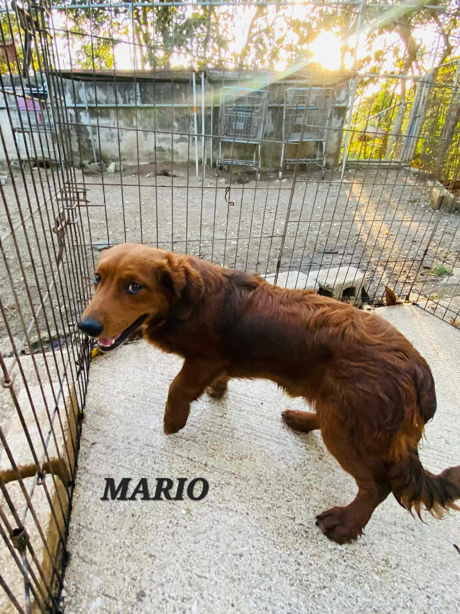 Enlarge MARIO, an adopted mixed breed in Villalba, PR image 2/6