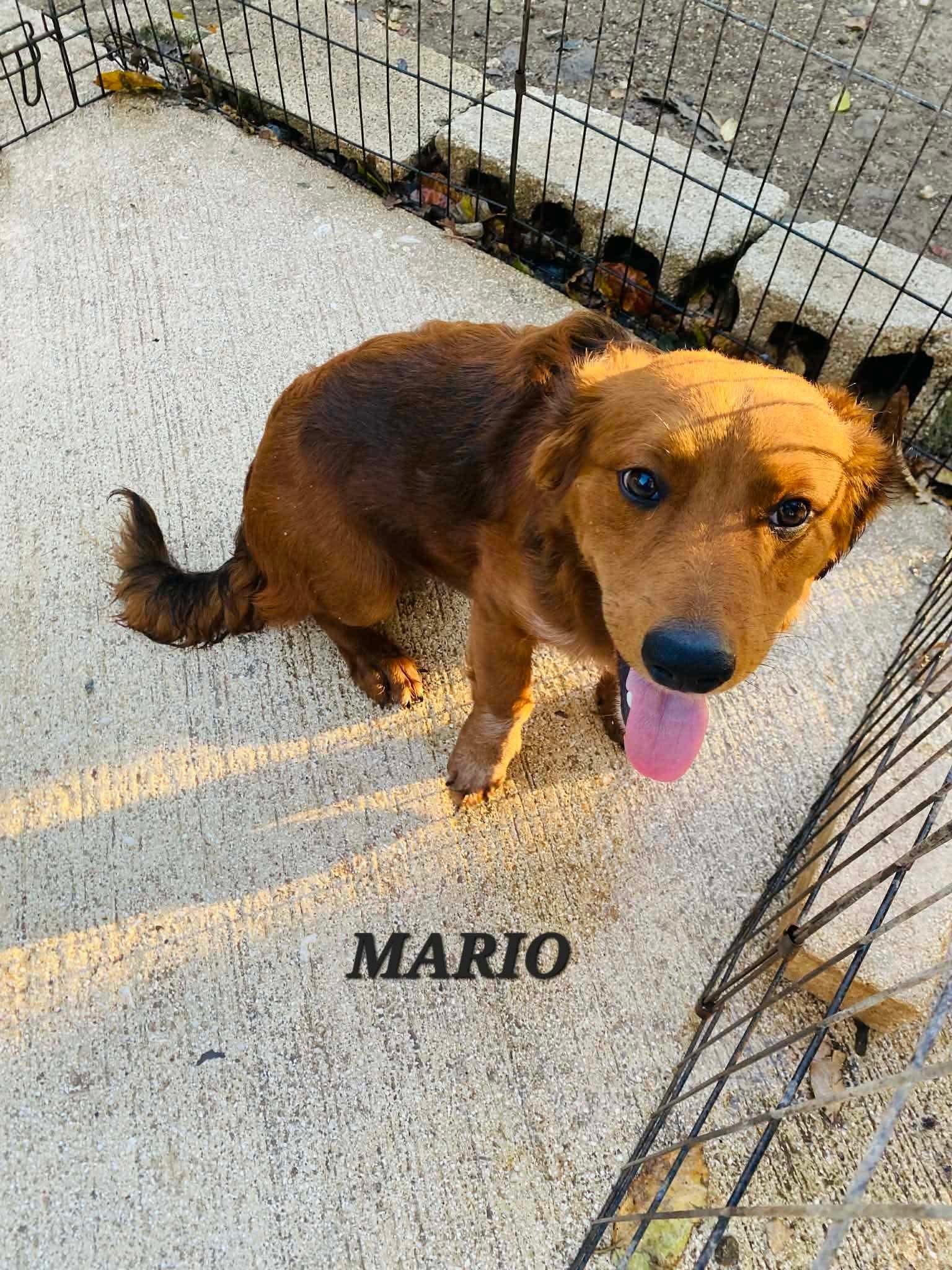 Enlarge MARIO, an adopted mixed breed in Villalba, PR image 6/6