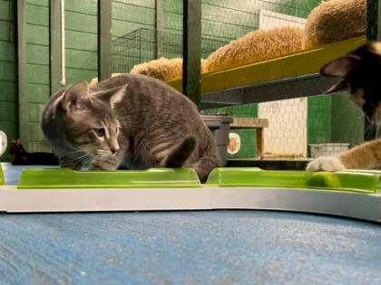 Wally(Foster Needed) — thumbnail 2