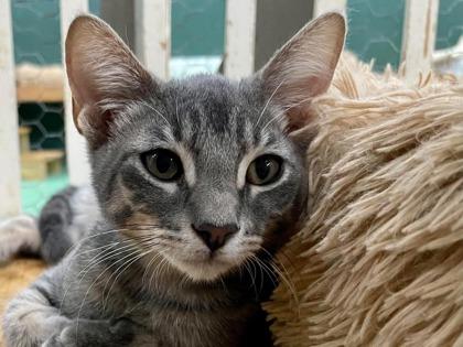 Wally(Foster Needed) — thumbnail 3