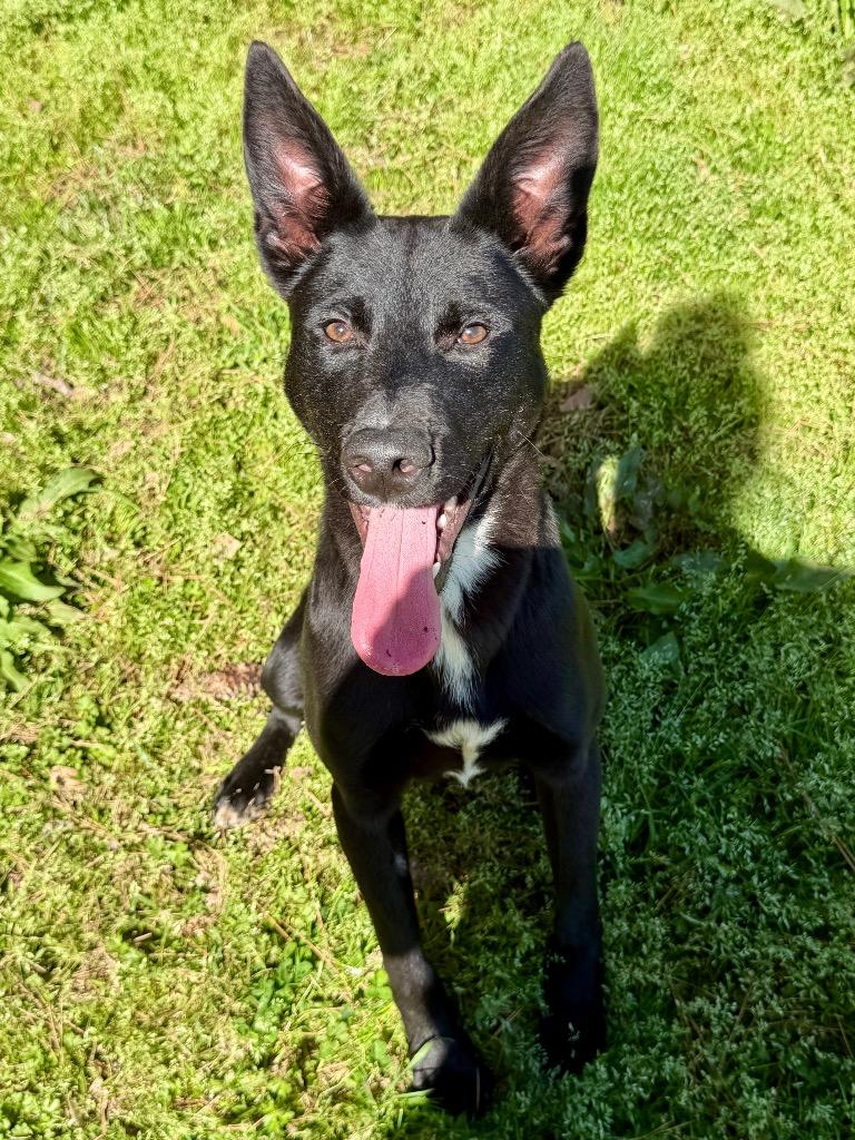 Enlarge Arven, a Adoptable mixed breed in Little Rock, AR image 1/6