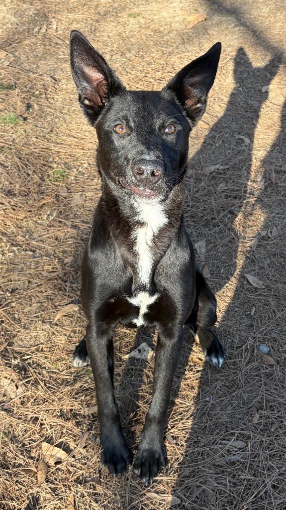 Enlarge Arven, a Adoptable mixed breed in Little Rock, AR image 1/4