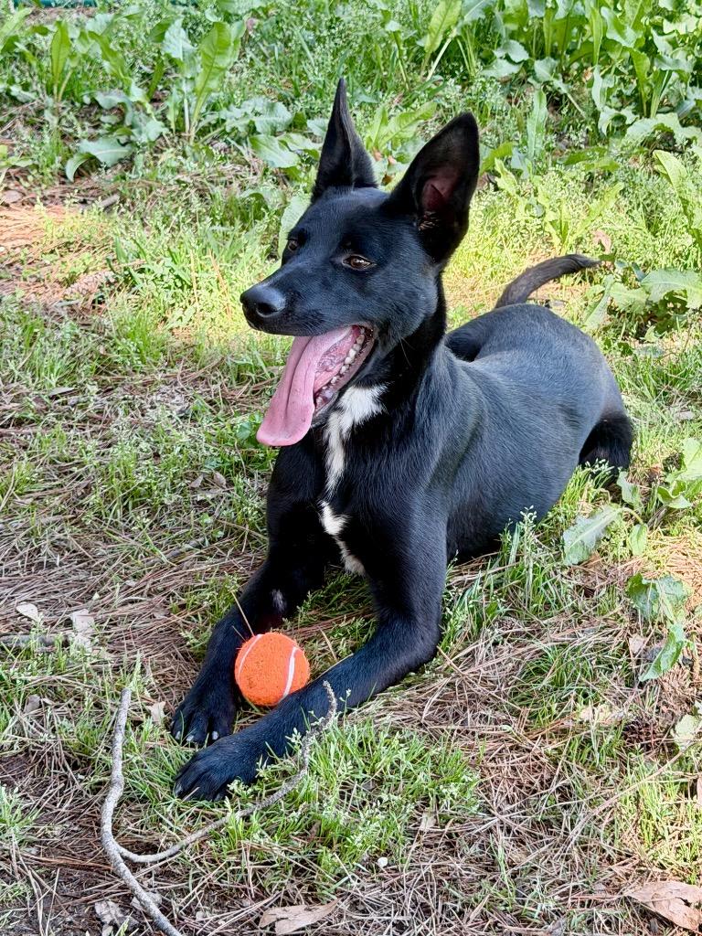 Enlarge Arven, a Adoptable mixed breed in Little Rock, AR image 3/6