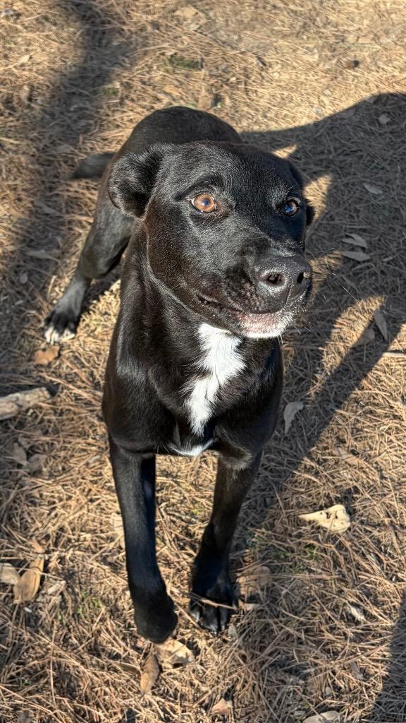 Enlarge Arven, a Adoptable mixed breed in Little Rock, AR image 2/4