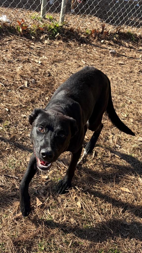 Enlarge Arven, a Adoptable mixed breed in Little Rock, AR image 5/6