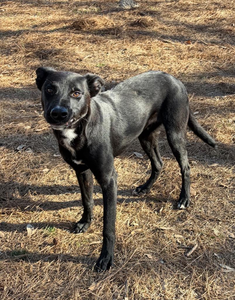 Enlarge Arven, a Adoptable mixed breed in Little Rock, AR image 4/4