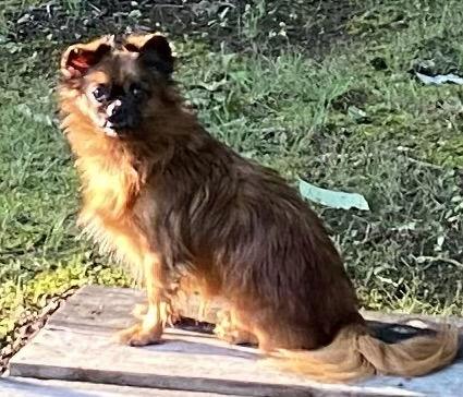 General “Zip:” Not At shelter (Judy), Adoptable, Adult Male Shih Tzu & Chihuahua.