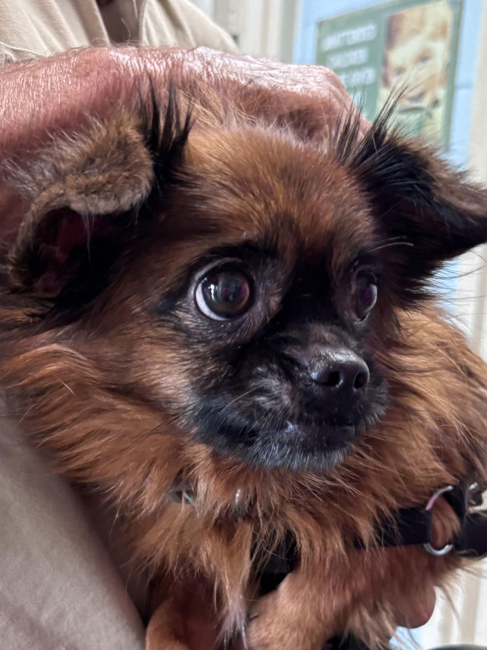 Enlarge General “Zip:” Not At shelter (Judy), a Adoptable mixed breed in Rustburg, VA image 2/3