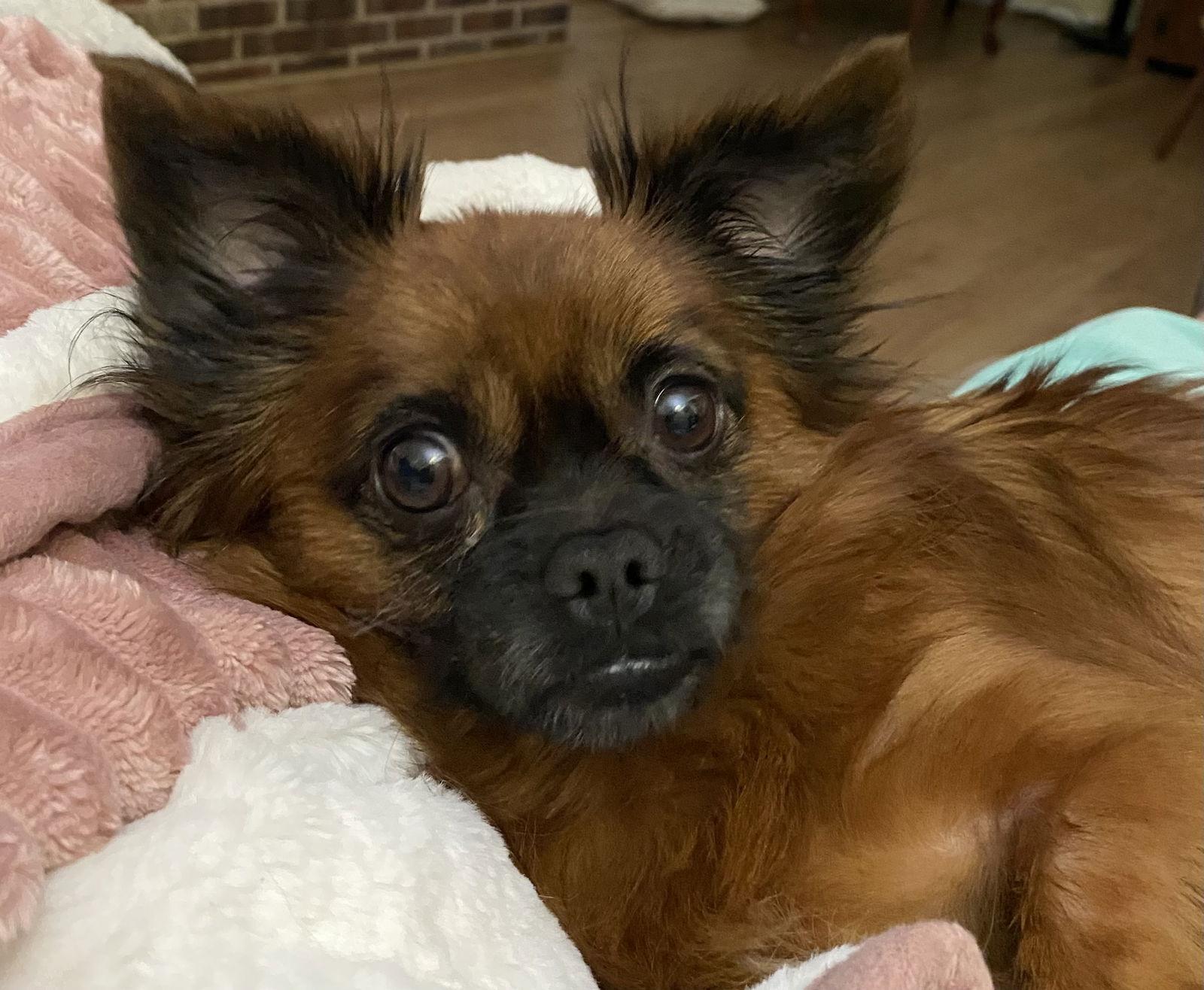 Enlarge General “Zip:” Not At shelter (Judy), a Adoptable mixed breed in Rustburg, VA image 3/3