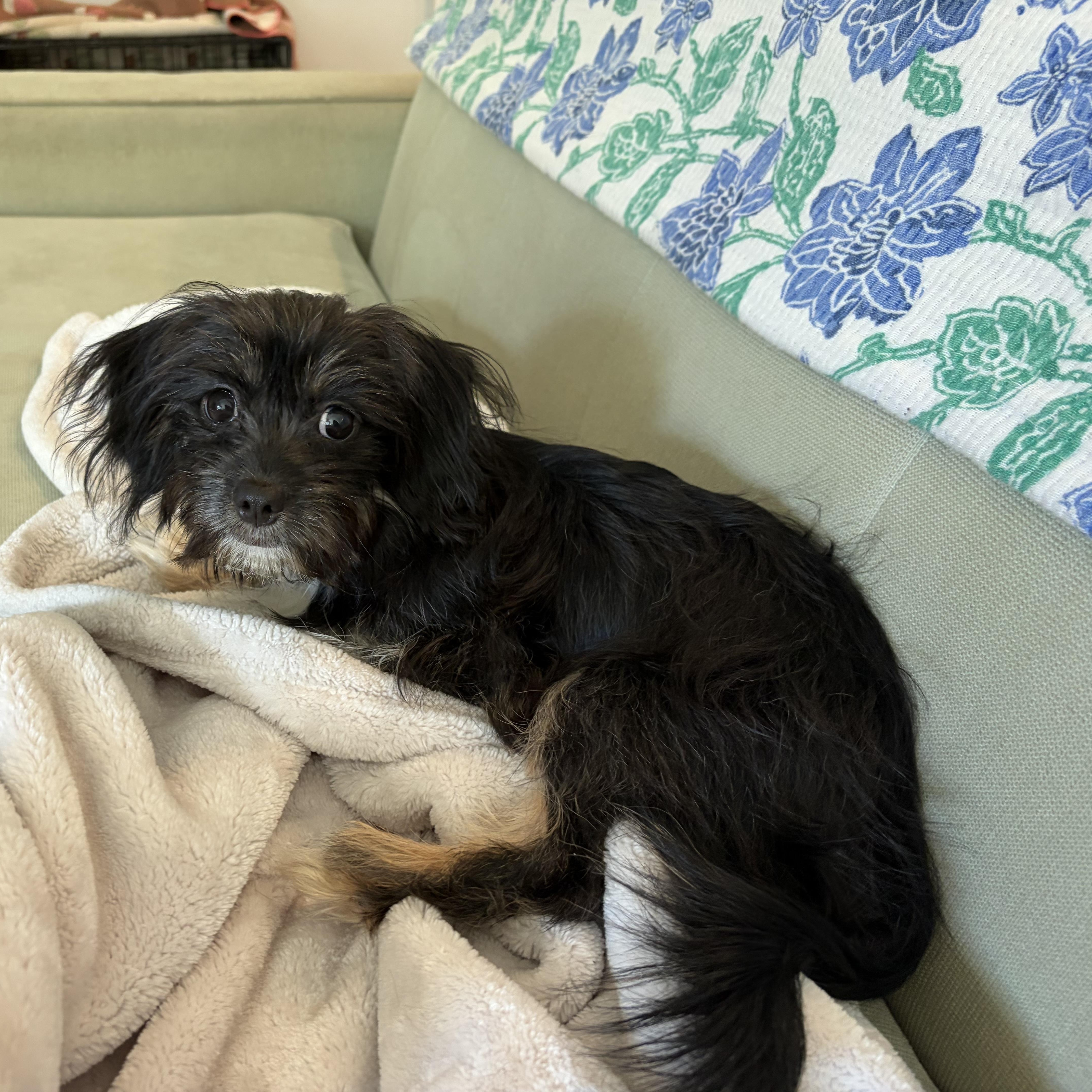 Enlarge Toastada, a ADOPTABLE mixed breed in New Orleans, LA image 2/3