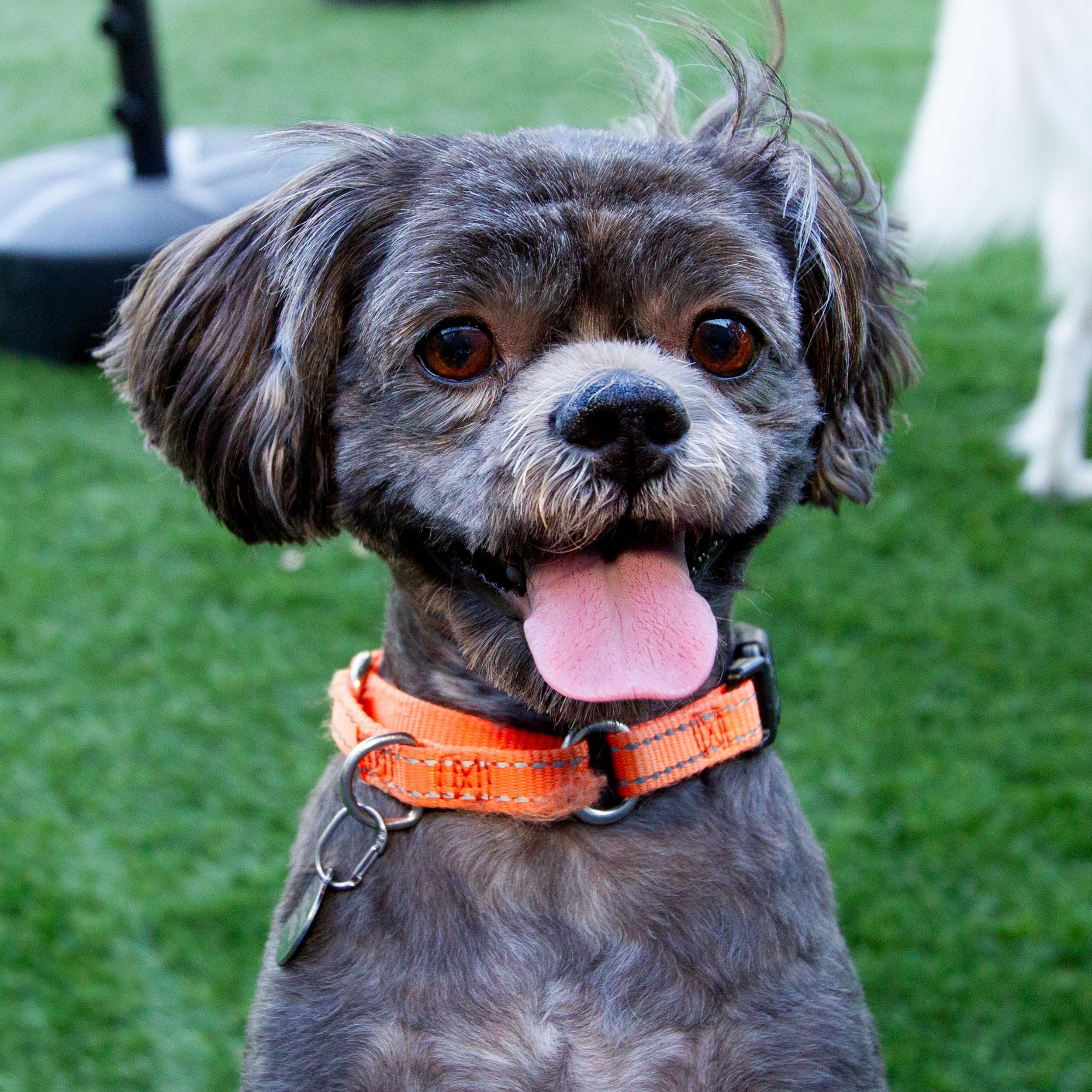 Kiko, adopted, Adult Male Shih Tzu.
