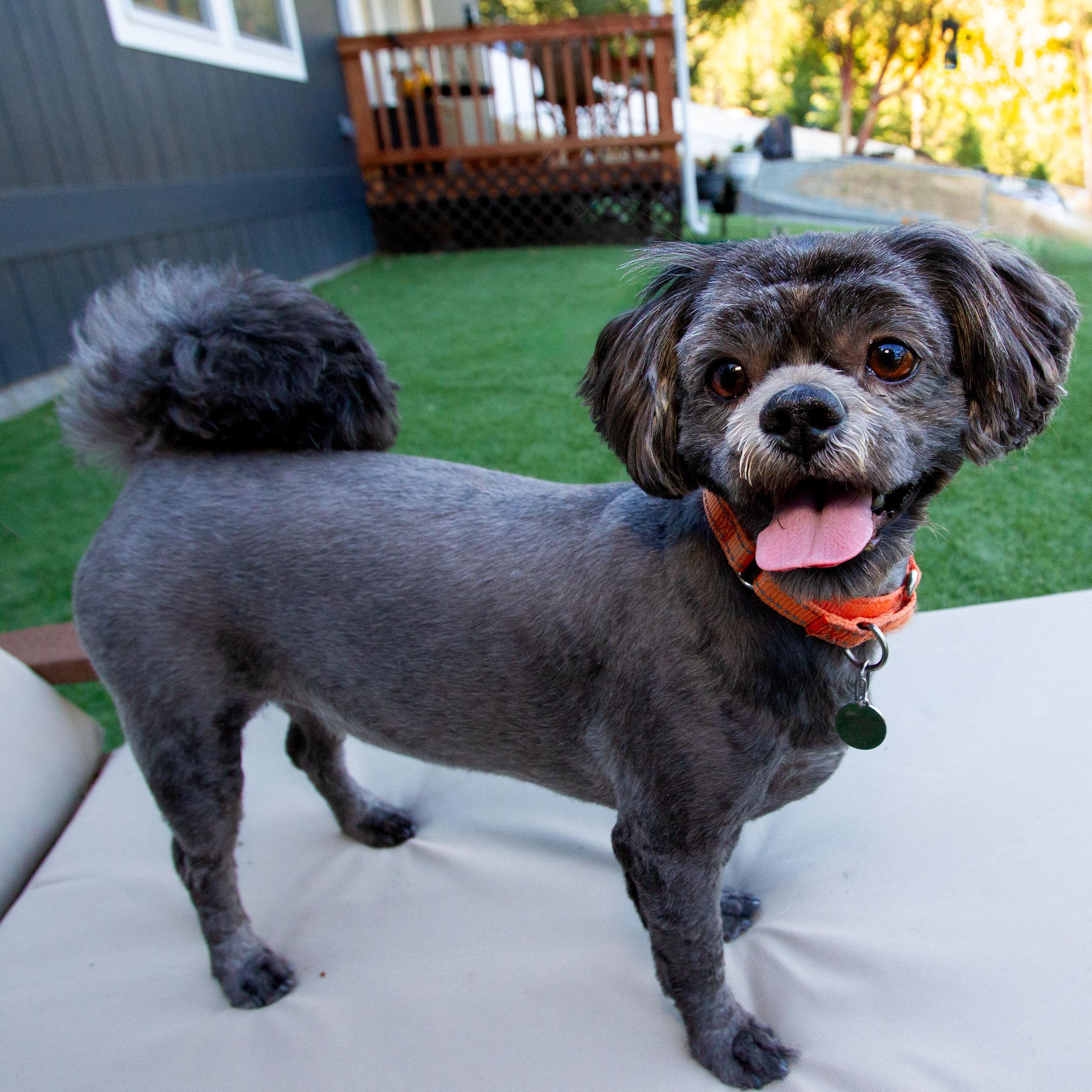 Enlarge Kiko, an adopted Shih Tzu in Grants Pass, OR image 2/3
