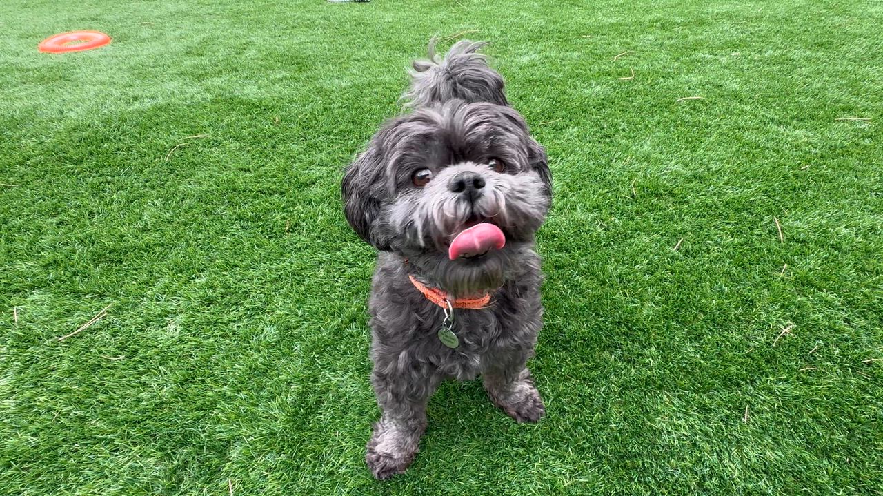 Enlarge Kiko, an adopted Shih Tzu in Grants Pass, OR video 3/3