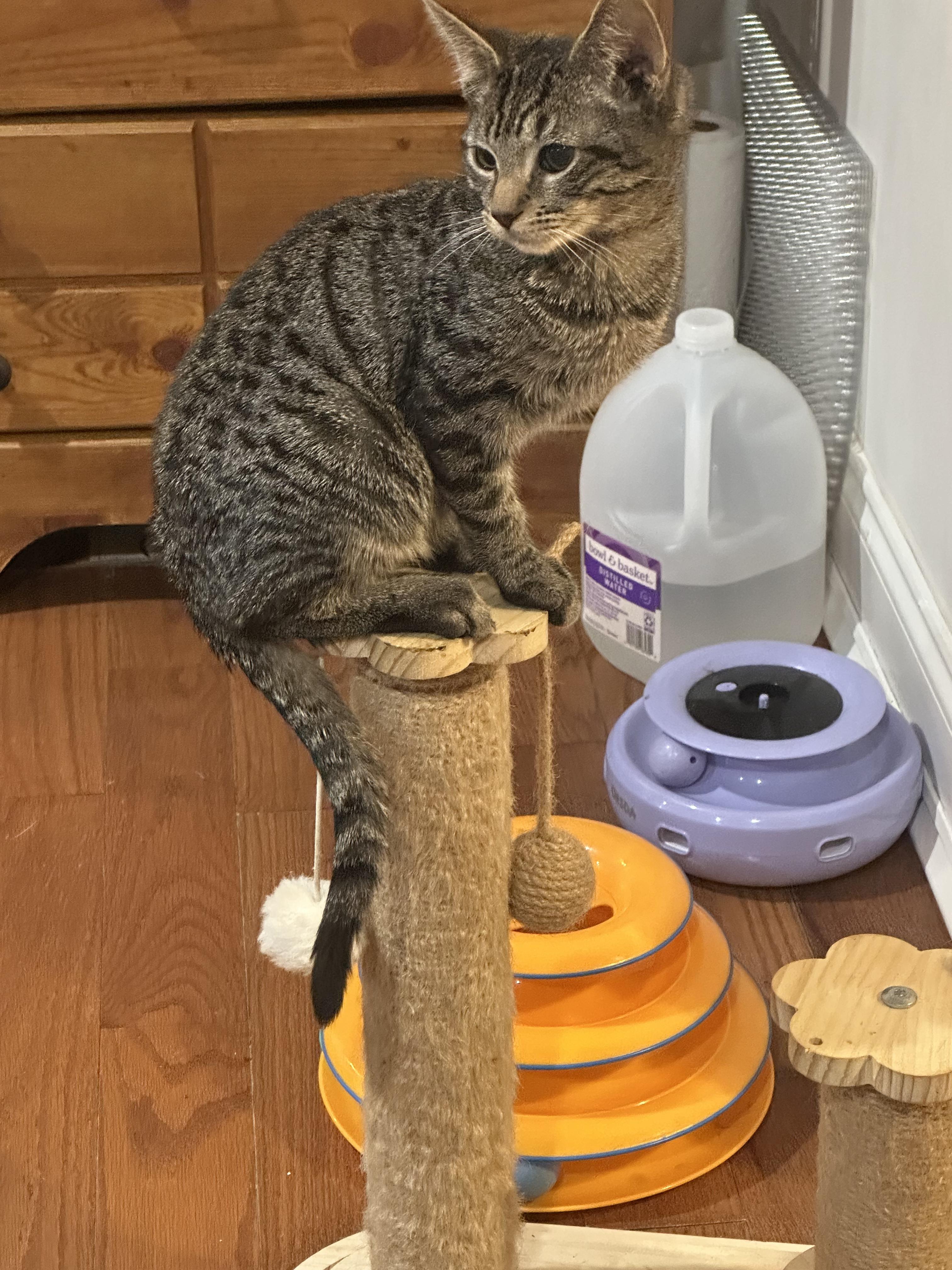Enlarge Apple, a Adoptable Domestic Short Hair in Hazlet, NJ image 1/1