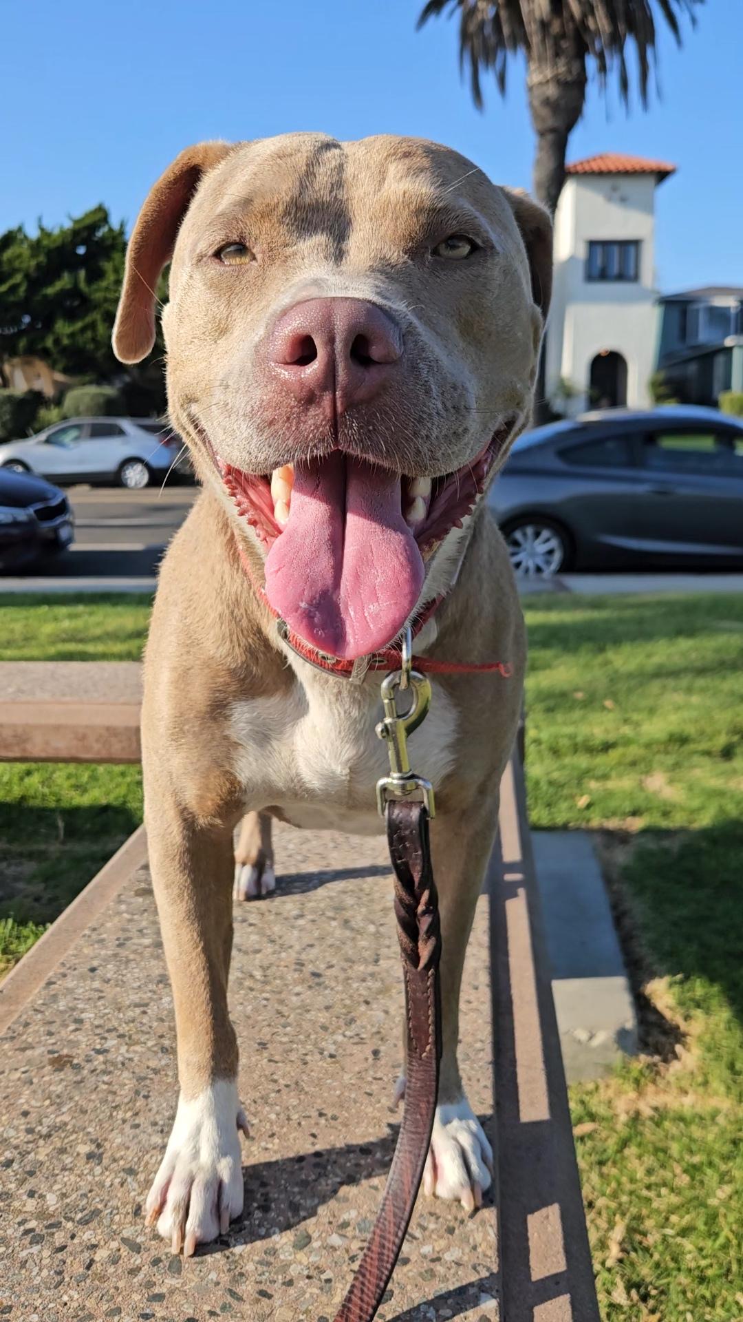 Fawn Sky #eyes, Adopted, Adult Female American Staffordshire Terrier.