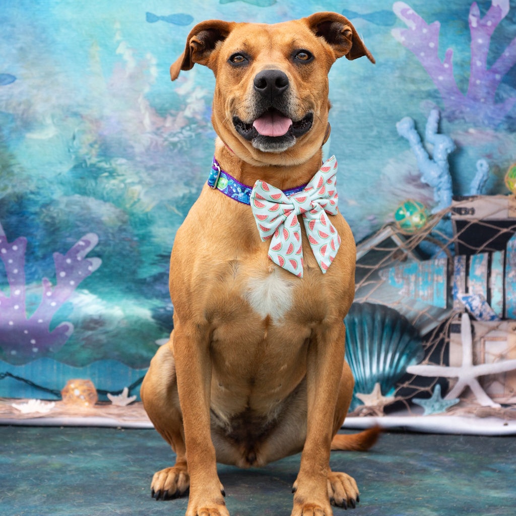 *Summer, a Adoptable mixed breed in Justin, TX image 1/6