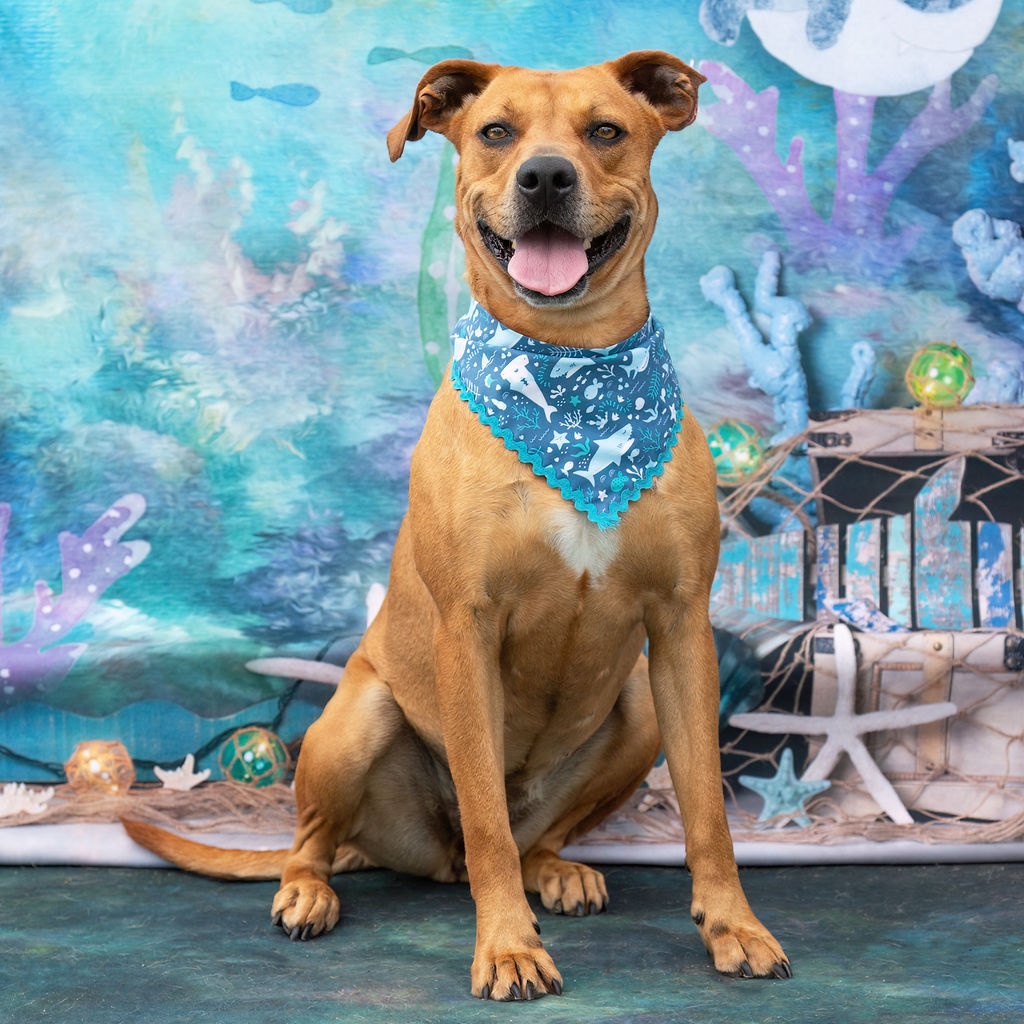 *Summer, a Adoptable mixed breed in Justin, TX image 3/6