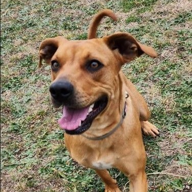 *Summer, a Adoptable mixed breed in Justin, TX image 4/6