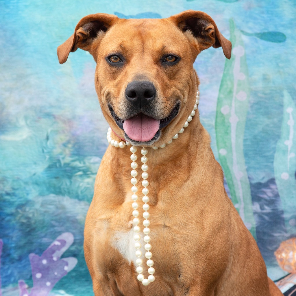 *Summer, a Adoptable mixed breed in Justin, TX image 2/6