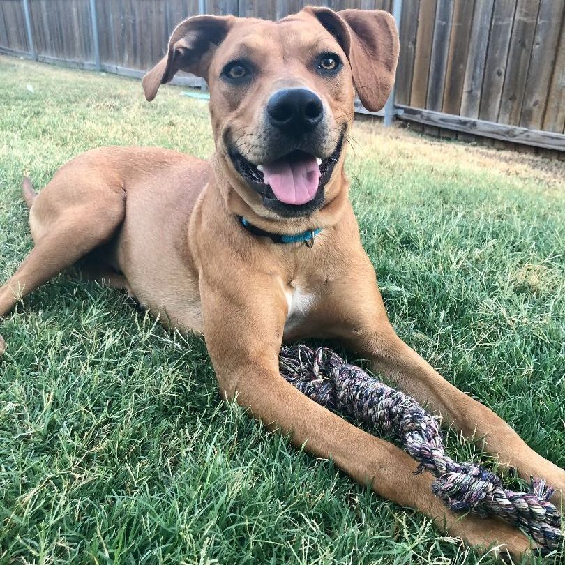*Summer, a Adoptable mixed breed in Justin, TX image 5/6