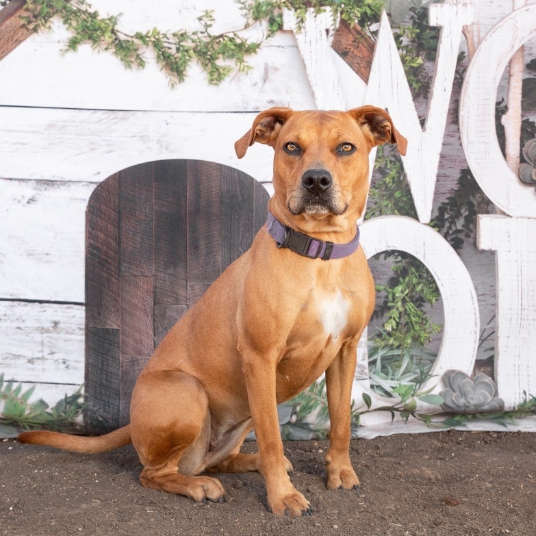 *Summer, a Adoptable mixed breed in Justin, TX image 6/6