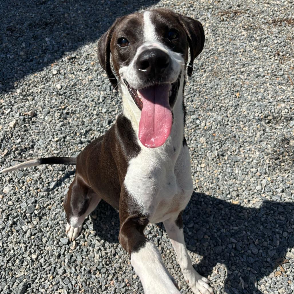 Bo Jack, Adoptable, Young Male Mixed Breed.