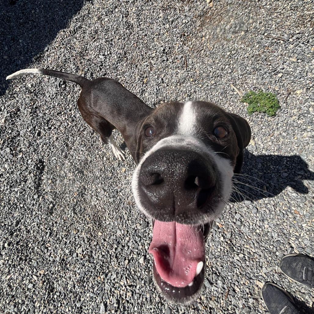 Enlarge Bo Jack, a Adoptable Mixed Breed in Fredericksburg, VA image 2/6