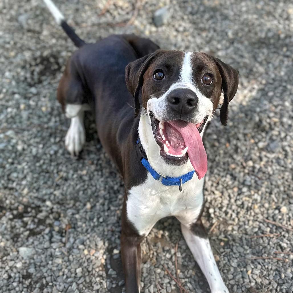 Enlarge Bo Jack, a Adoptable Mixed Breed in Fredericksburg, VA image 4/6
