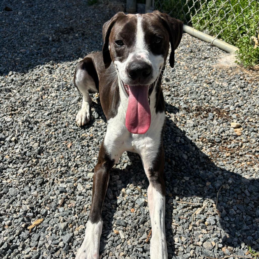 Enlarge Bo Jack, a Adoptable Mixed Breed in Fredericksburg, VA image 5/6