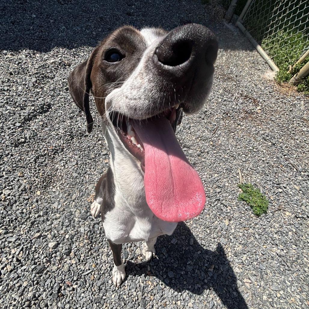 Enlarge Bo Jack, a Adoptable Mixed Breed in Fredericksburg, VA image 6/6