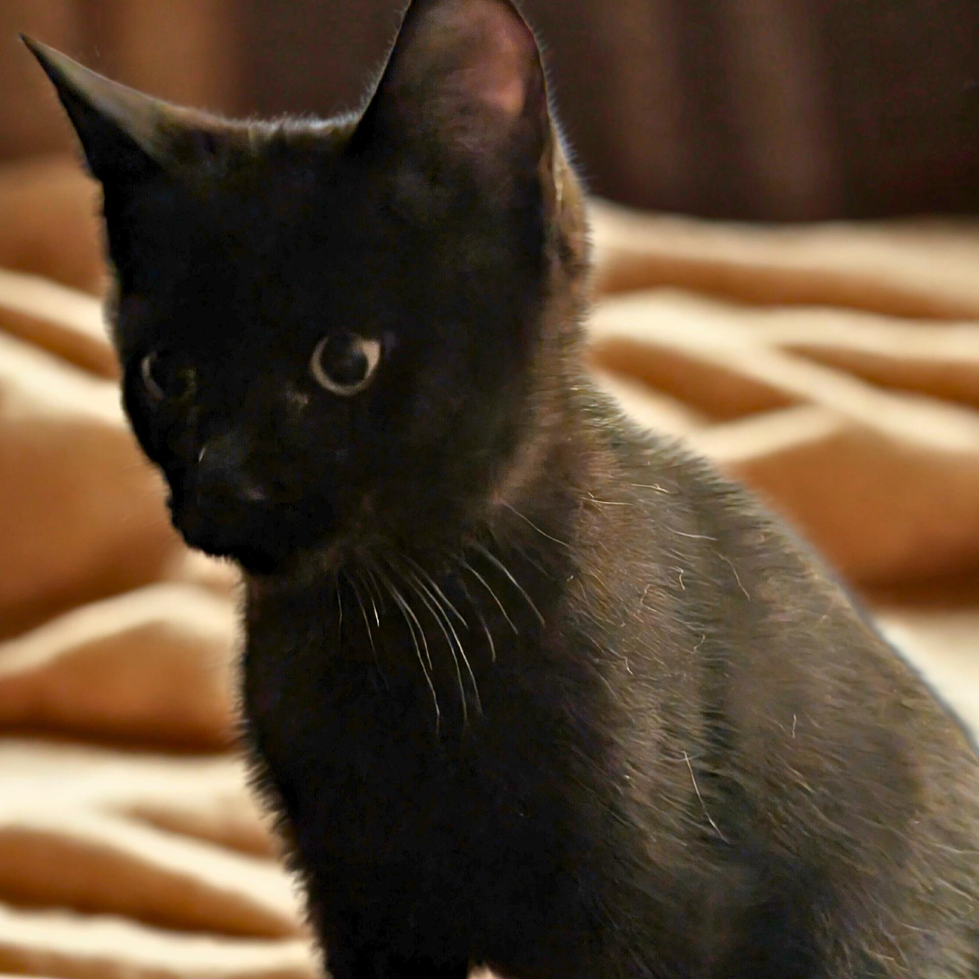 Astra, adopted, Kitten Female Domestic Short Hair.