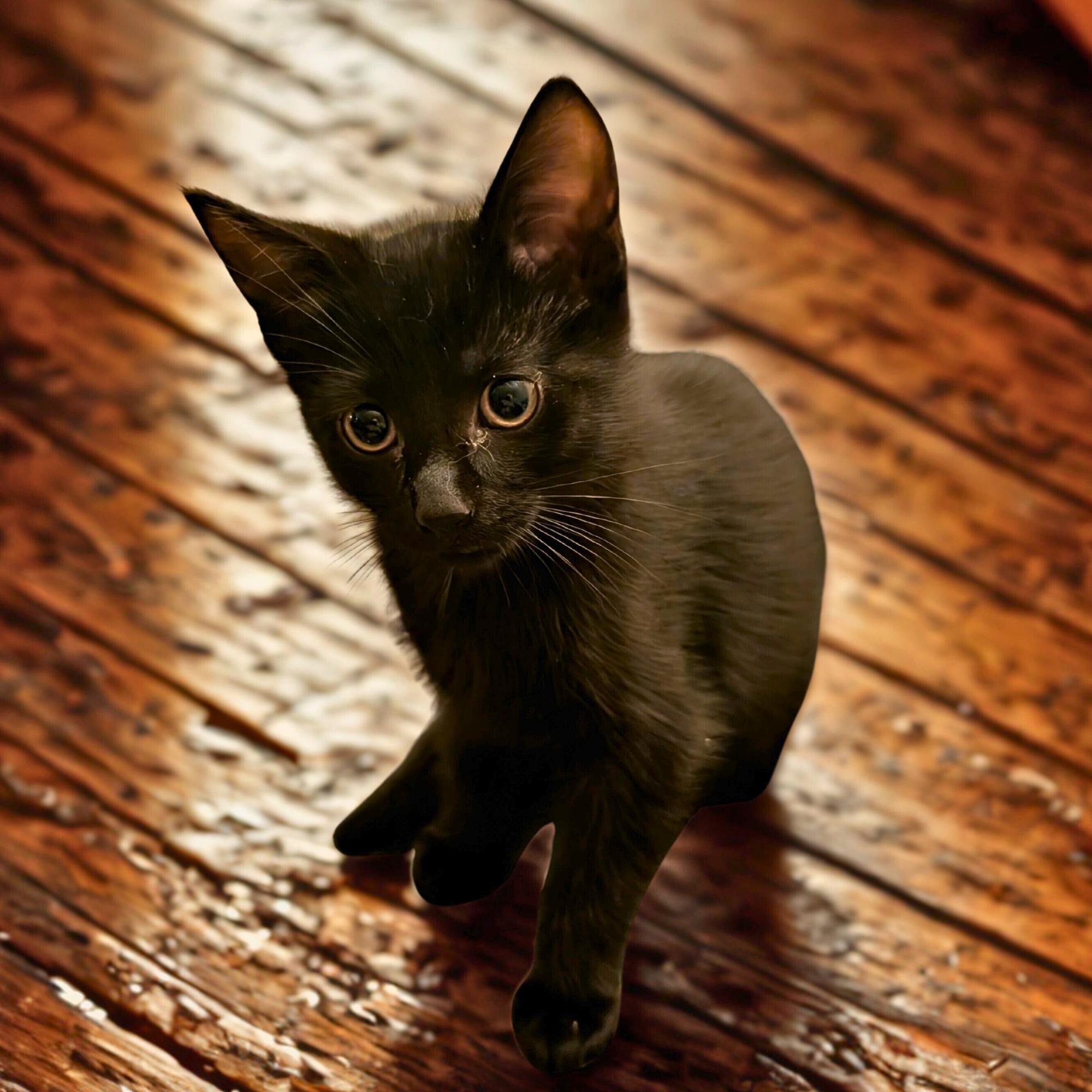 Enlarge Astra, an adopted Domestic Short Hair in Dallas, TX image 2/2