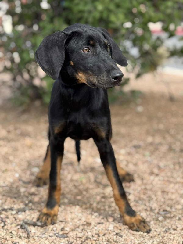 Hollin, Adoptable, Young Female Doberman Pinscher & Labrador Retriever.