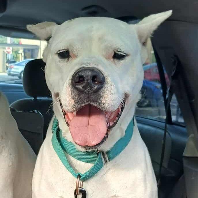 Enlarge Elsa, a Adoptable Dogo Argentino in Flintstone, MD image 1/6