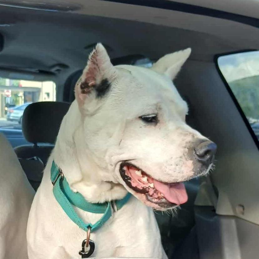 Enlarge Elsa, a Adoptable Dogo Argentino in Flintstone, MD image 2/6