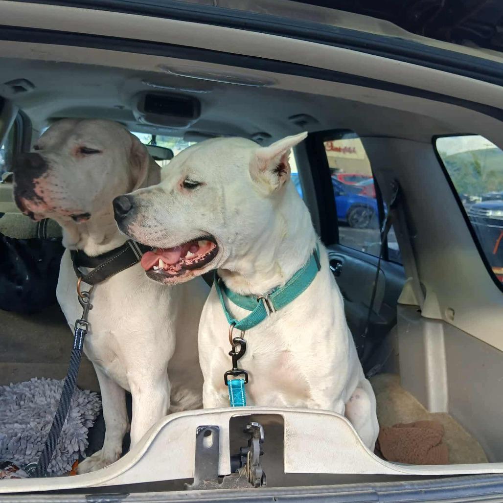 Enlarge Elsa, a Adoptable Dogo Argentino in Flintstone, MD image 3/6