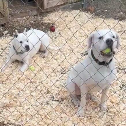 Enlarge Elsa, a Adoptable Dogo Argentino in Flintstone, MD image 5/6
