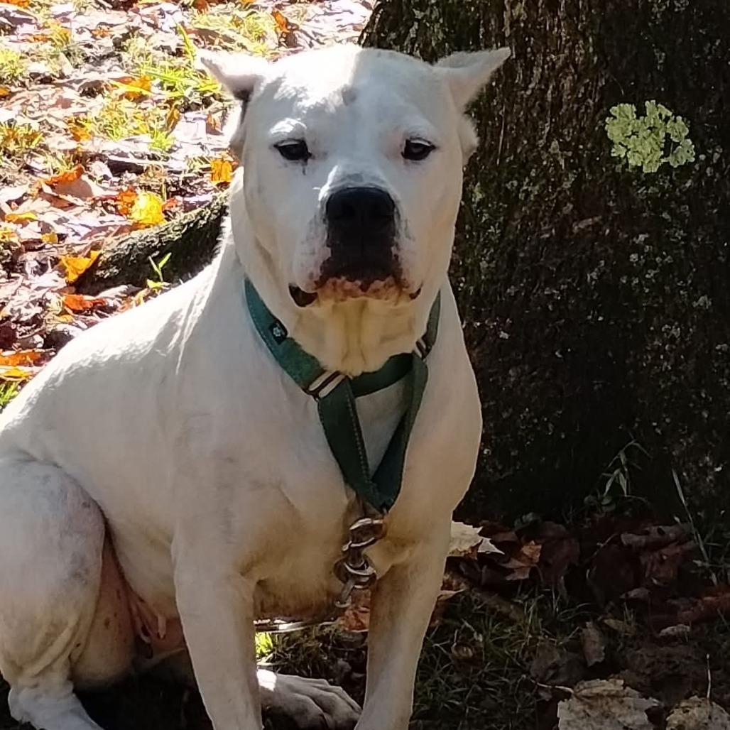Enlarge Elsa, a Adoptable Dogo Argentino in Flintstone, MD image 6/6