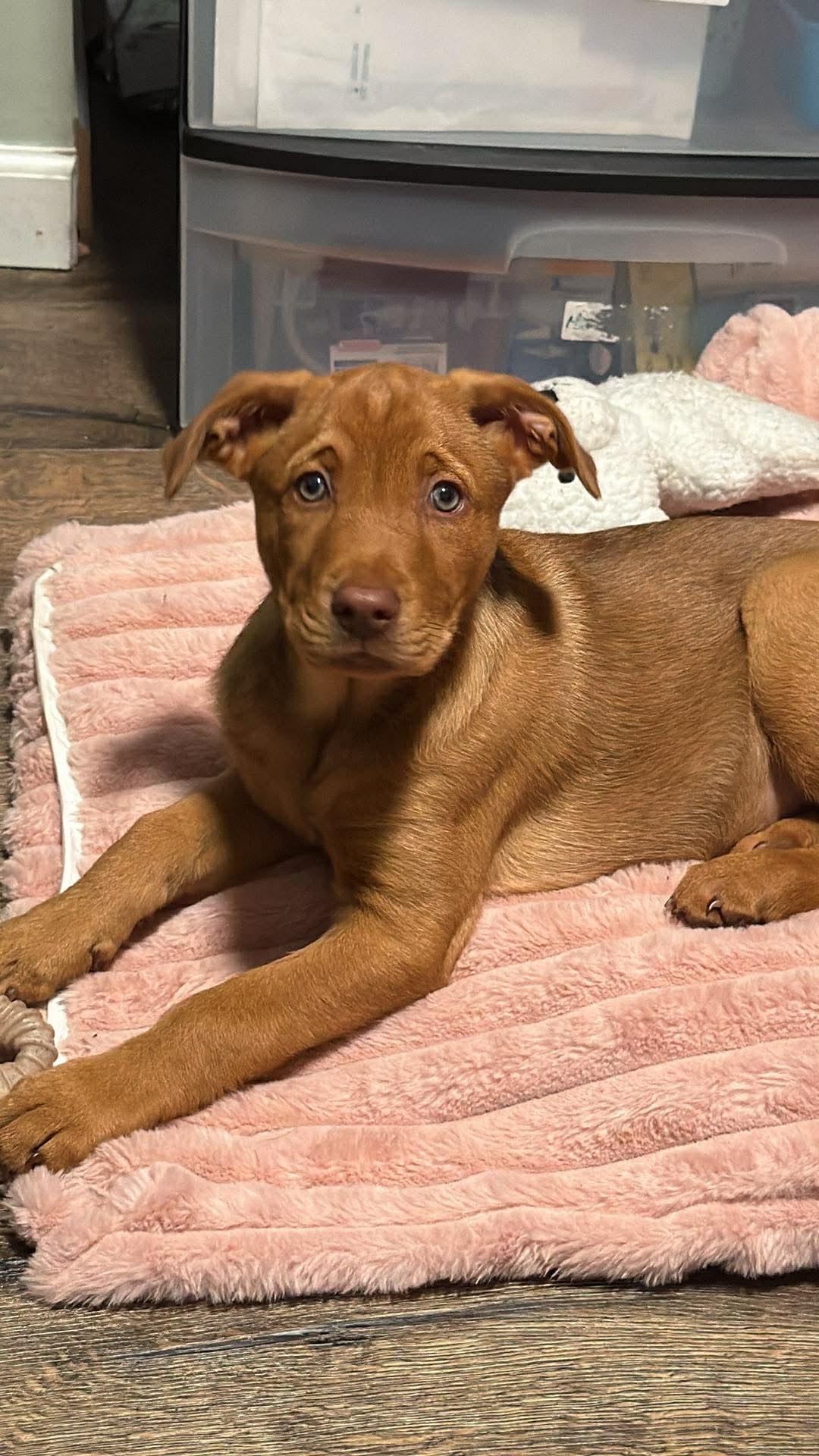 Charlie Brown, an adopted mixed breed in Bettendorf, IA image 5/6