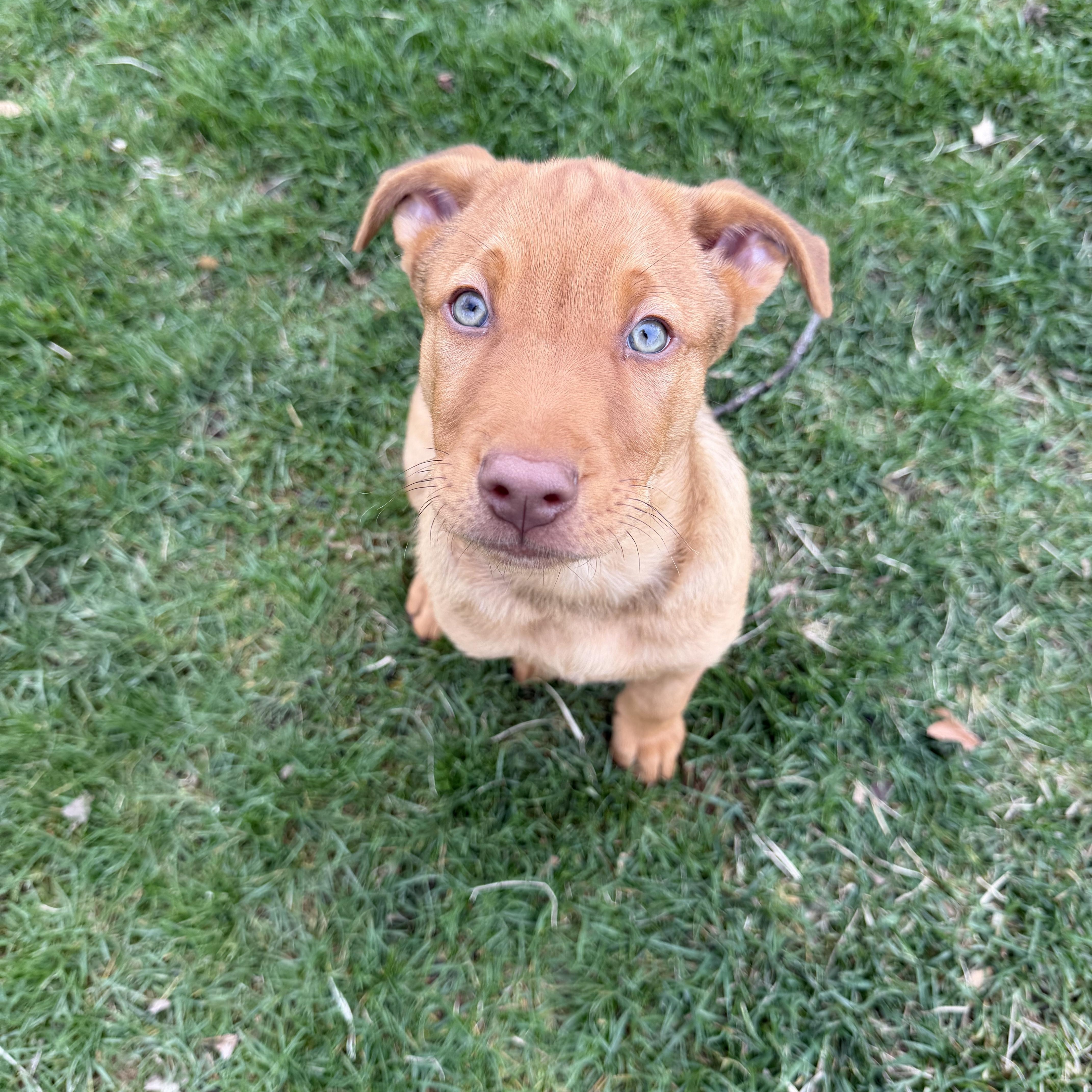 Charlie Brown, an adopted mixed breed in Bettendorf, IA image 3/6