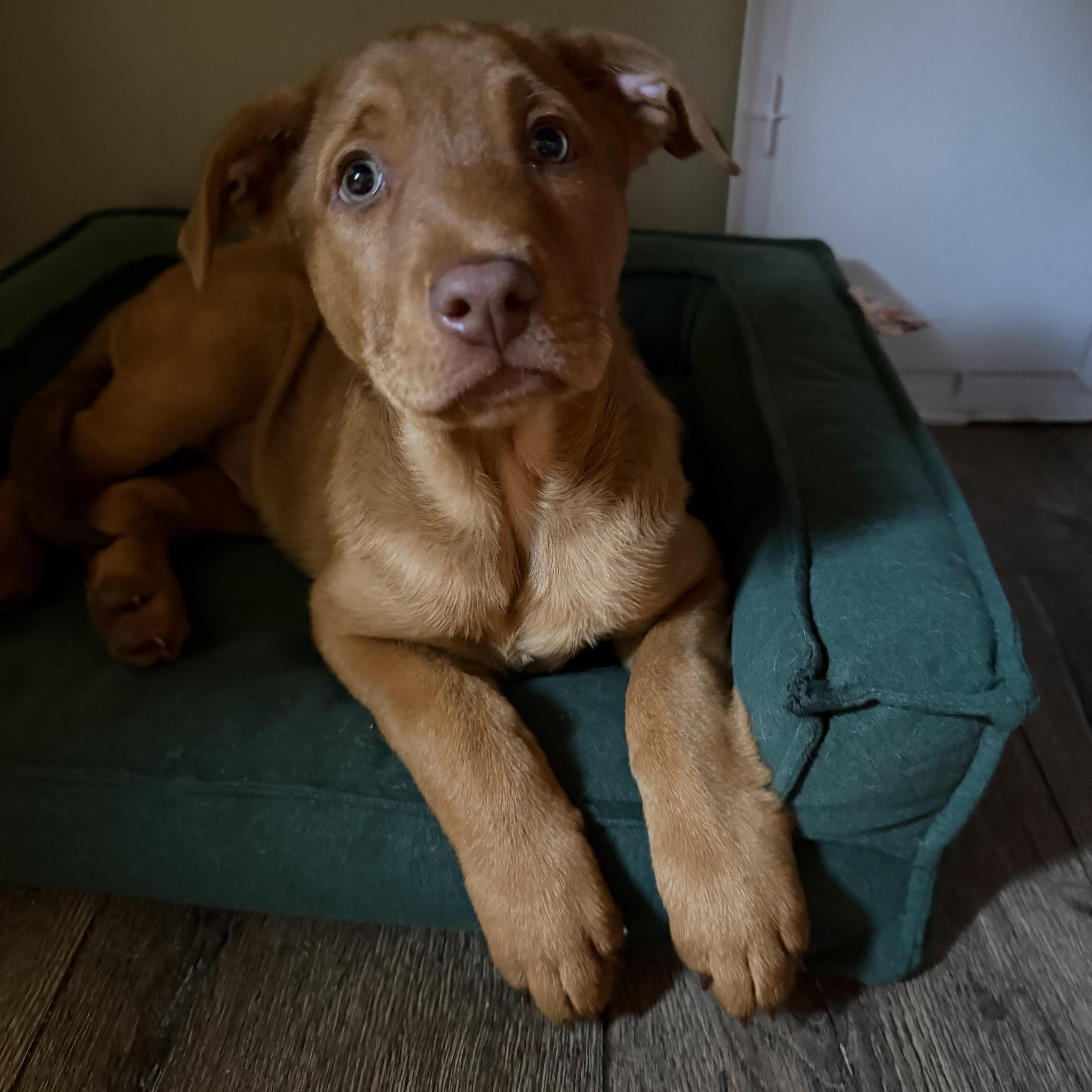 Charlie Brown, an adopted mixed breed in Bettendorf, IA image 6/6