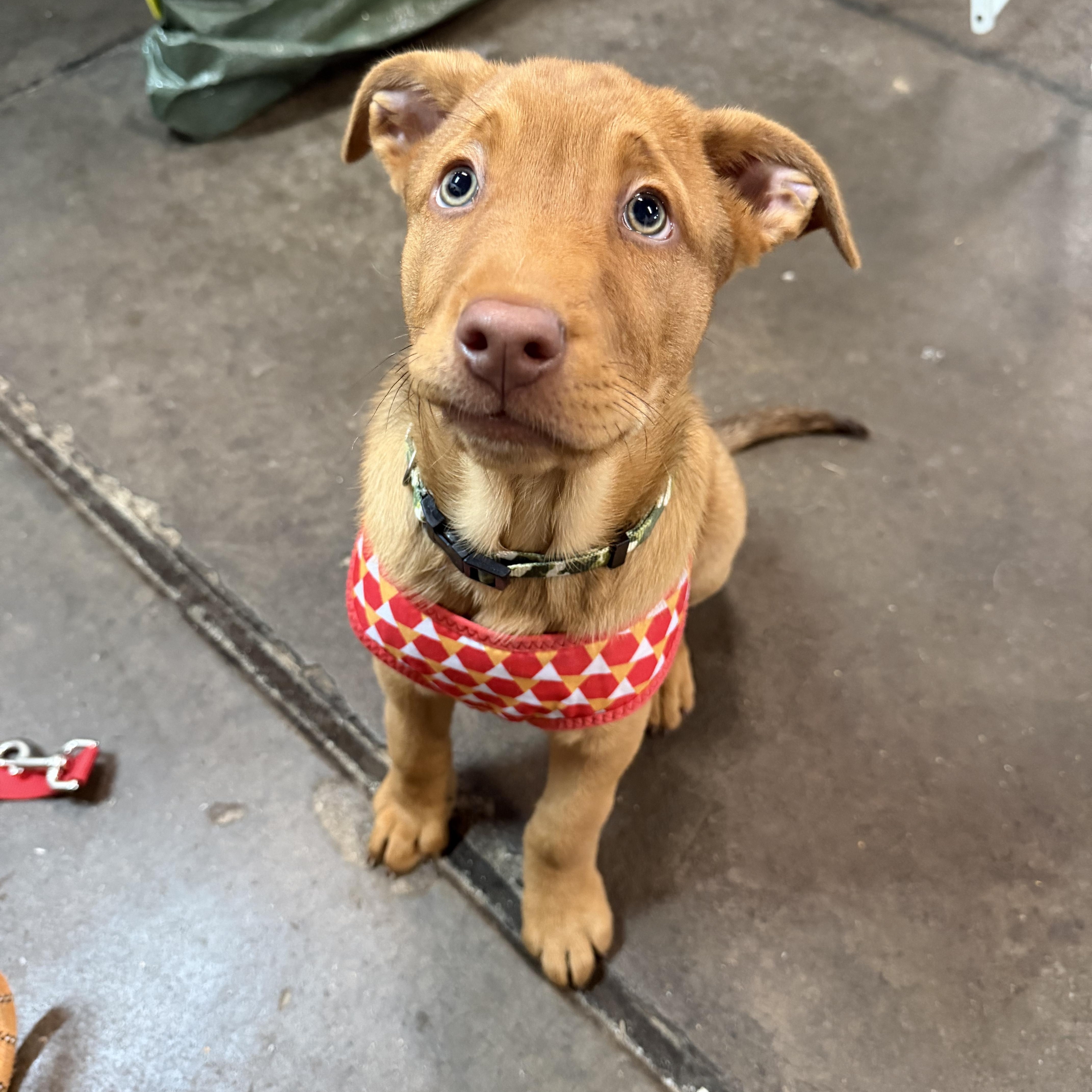 Charlie Brown, an adopted mixed breed in Bettendorf, IA image 2/6