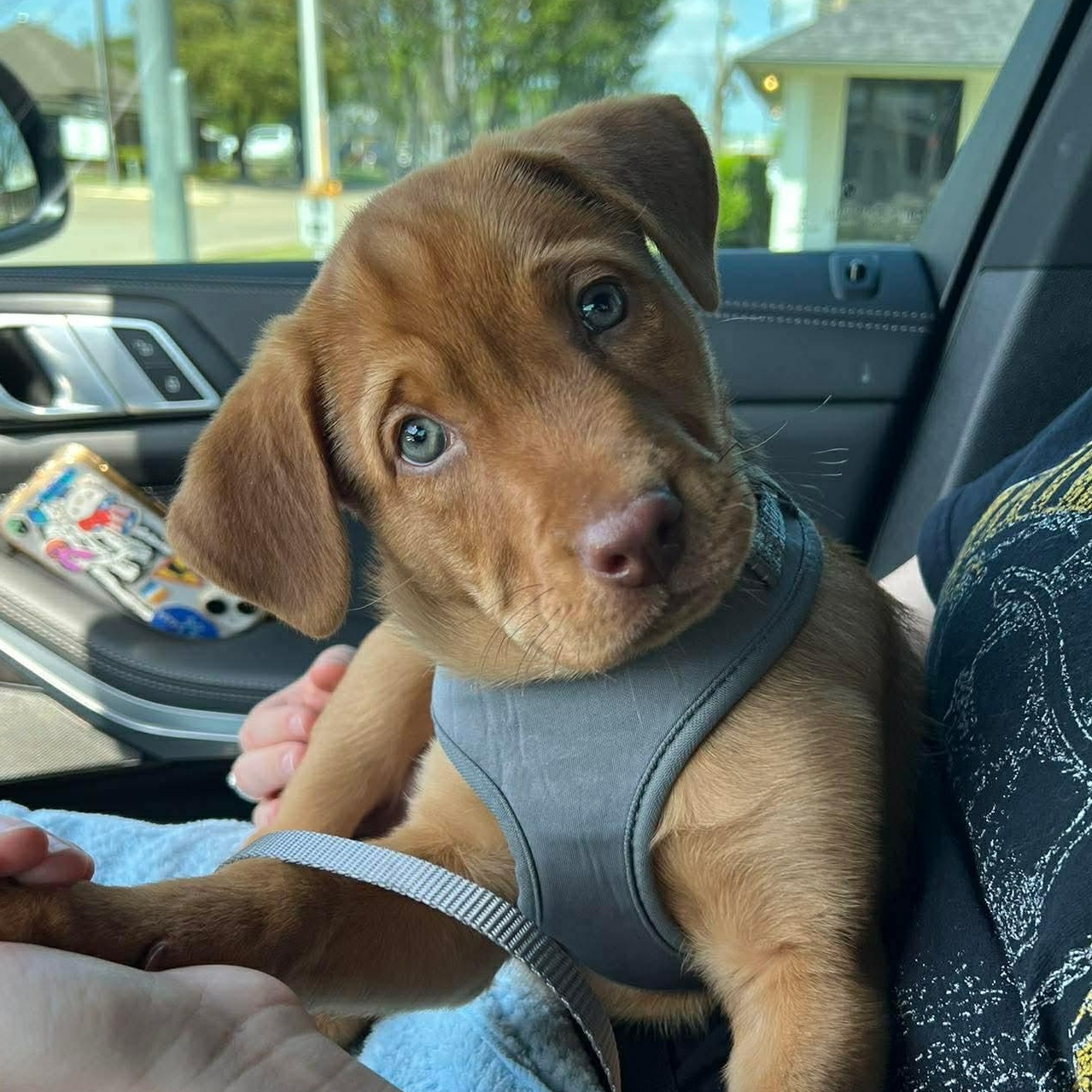 Charlie Brown, adopted, Puppy Male Labrador Retriever & Mixed Breed.