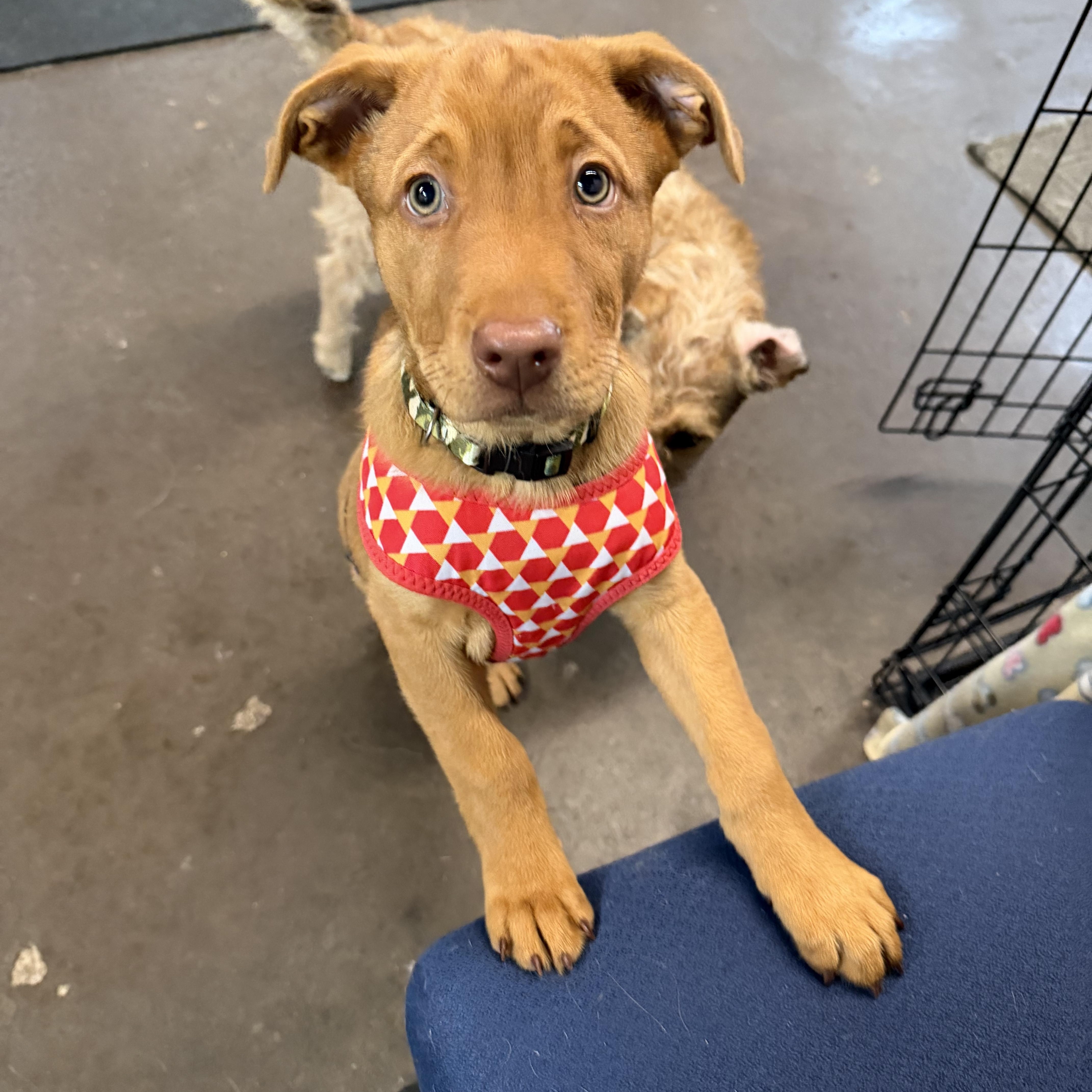 Charlie Brown, an adopted mixed breed in Bettendorf, IA image 4/6