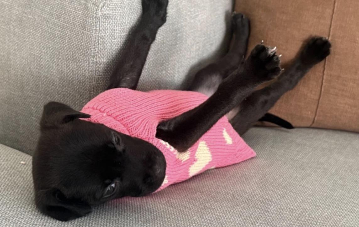 Enlarge Kyla, a Adoptable mixed breed in Parker, CO image 2/3