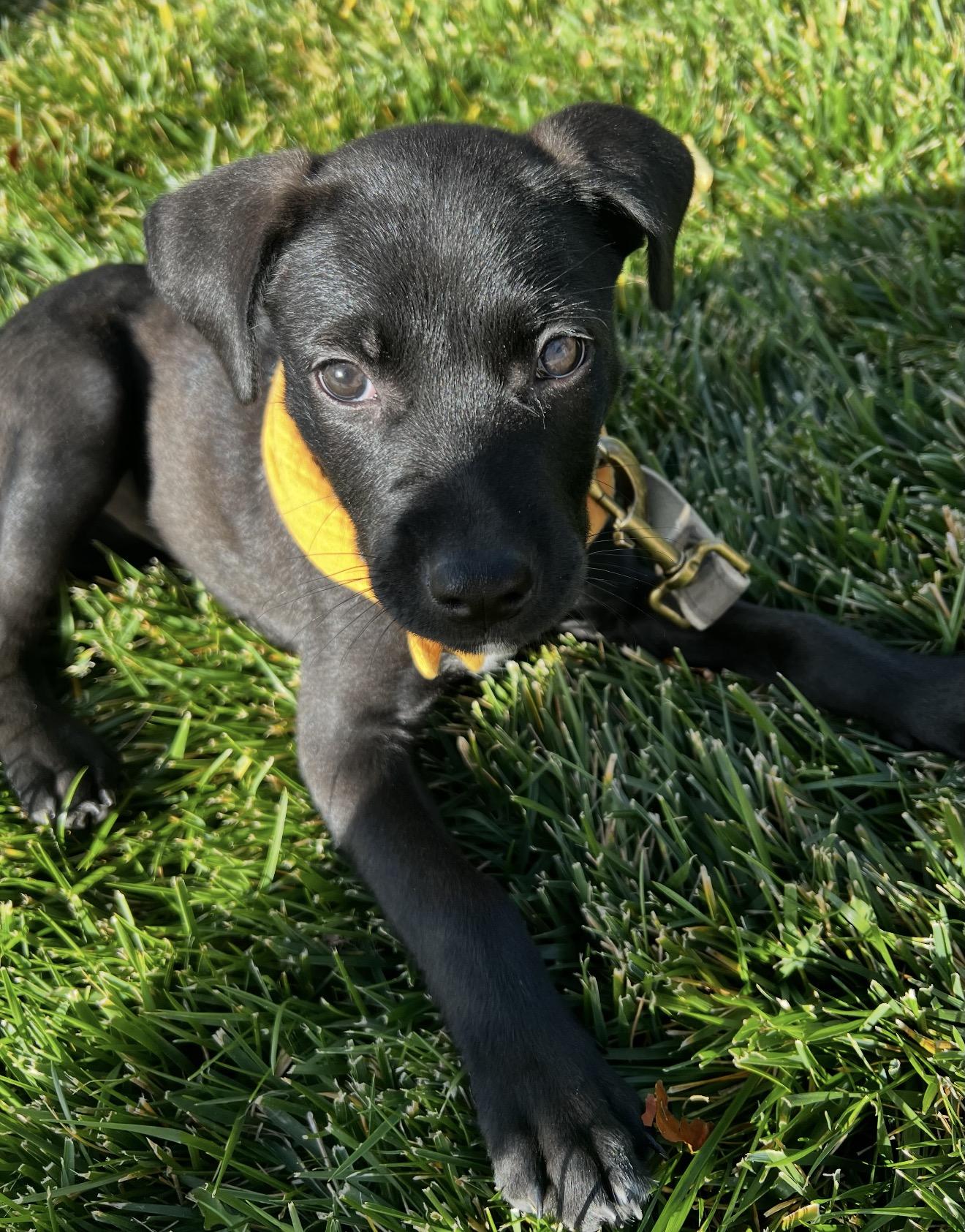 Enlarge Kyla, a Adoptable mixed breed in Parker, CO image 1/3