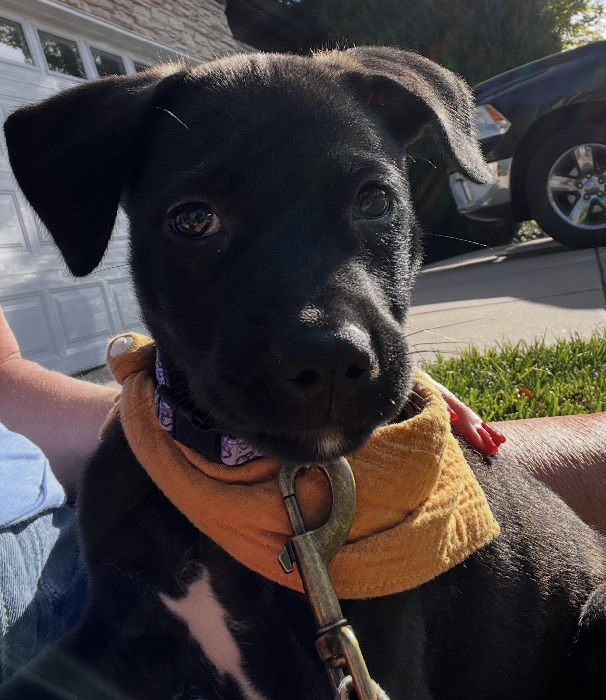 Enlarge Kyla, a Adoptable mixed breed in Parker, CO image 3/3